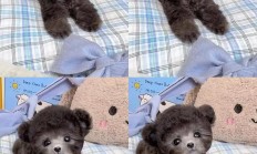小体泰迪犬多少钱一只（家有5只小泰迪出售）