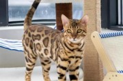 孟加拉豹猫多少人民币一只（豹猫最大多少斤）