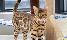 孟加拉豹猫多少人民币一只（豹猫最大多少斤）