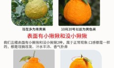 丑橘多少钱一斤（正宗丑橘图片）