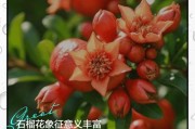 描写石榴花的优美句子（关于石榴花的唯美句子）