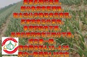 大蒜行情（华夏大蒜期货电子盘官网下载）