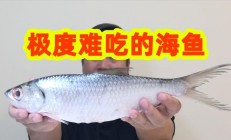 海鲢鱼（为什么海鲢没人吃）