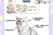 渐层猫多少钱一只？（银渐层多少钱一只正常价）