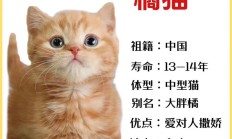 橘猫多少钱（橘猫贵吗）