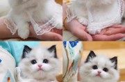 猫 布偶多少钱一只（一般品相的布偶多少钱）