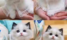 猫 布偶多少钱一只（一般品相的布偶多少钱）