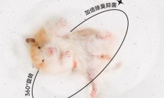 浴沙可以拿米代替吗（卫生纸撕碎可以当仓鼠窝吗）
