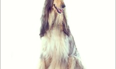 阿富汗狗狗的价格（和阿富汗猎犬长得像的狗）
