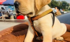 拉布拉多犬好养吗（拉布拉多当土狗养会死吗）
