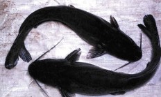 芝麻剑鱼多少钱一斤（杀死一只芝麻剑判几年）