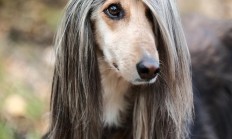 阿富汗猎犬一只多少钱（阿富汗犬最贵三个级别）