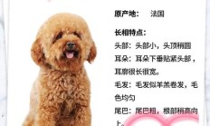 泰迪犬多少钱一只（小狗多少钱一个）