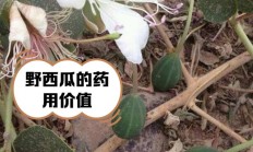野西瓜多少钱一斤（野西瓜长什么样子）