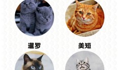 蓝猫价格多少钱一只（蓝猫的价格）