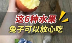 兔子能吃什么水果（夏天兔子会被热死吗）