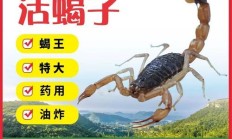 蝎子一斤大概多少元（活蝎子市场价多少一斤）