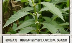 地笋价格一斤多少钱（三种人不宜吃地笋）