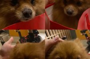 黄博美（黄博美颜色变化过程）