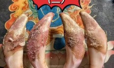 真狼牙价格多少钱一颗（狼牙价格多少一个）