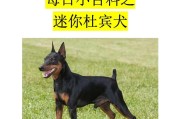 迷你杜宾犬多少钱一只（泰迪狗多少钱一只）