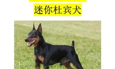 迷你杜宾犬多少钱一只（泰迪狗多少钱一只）