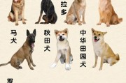 世界名狗（世界十大名犬排行榜）