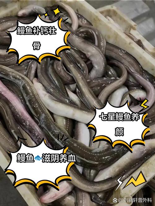 七星鳗(七星鳗鱼尽量少吃的原因)