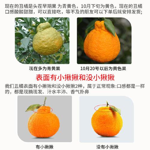 丑橘多少钱一斤(正宗丑橘图片)