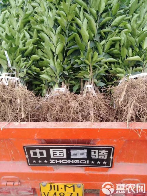 明日见柑橘苗多少钱一株(明日见柑橘怎么防裂果)