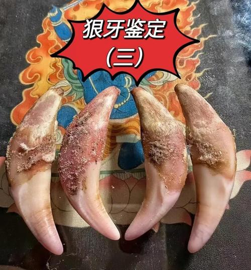 真狼牙价格多少钱一颗(狼牙价格多少一个)