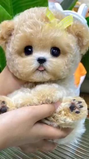 立耳泰迪(泰迪有立耳品种吗)