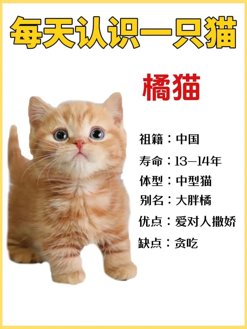 橘猫多少钱(橘猫贵吗)