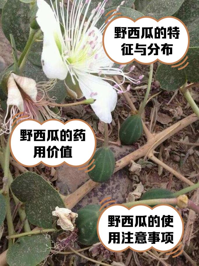野西瓜多少钱一斤(野西瓜长什么样子)