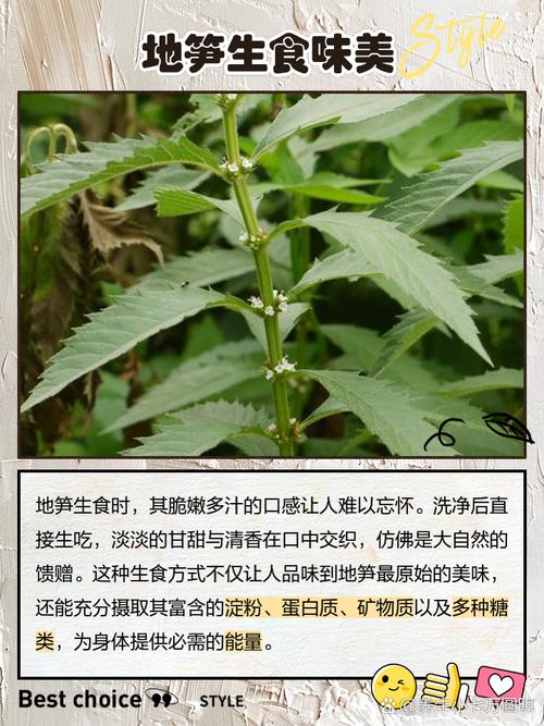地笋价格一斤多少钱(三种人不宜吃地笋)