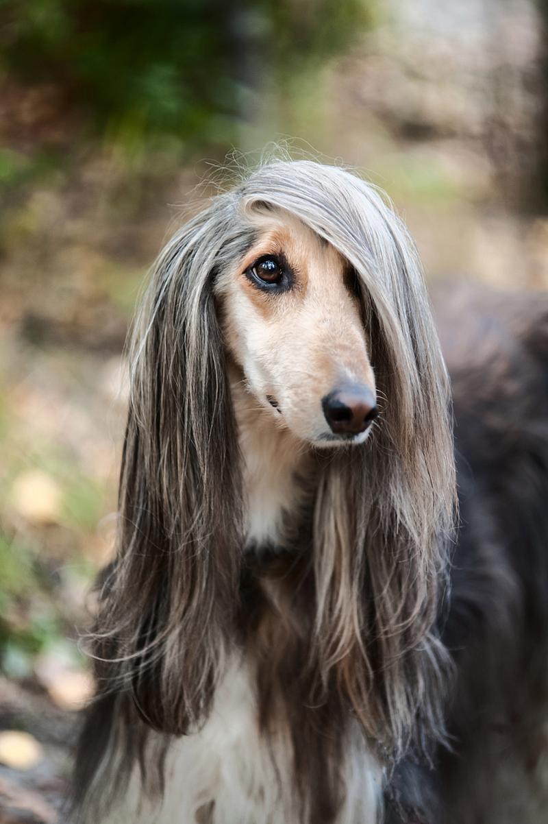 阿富汗猎犬一只多少钱(阿富汗犬最贵三个级别)