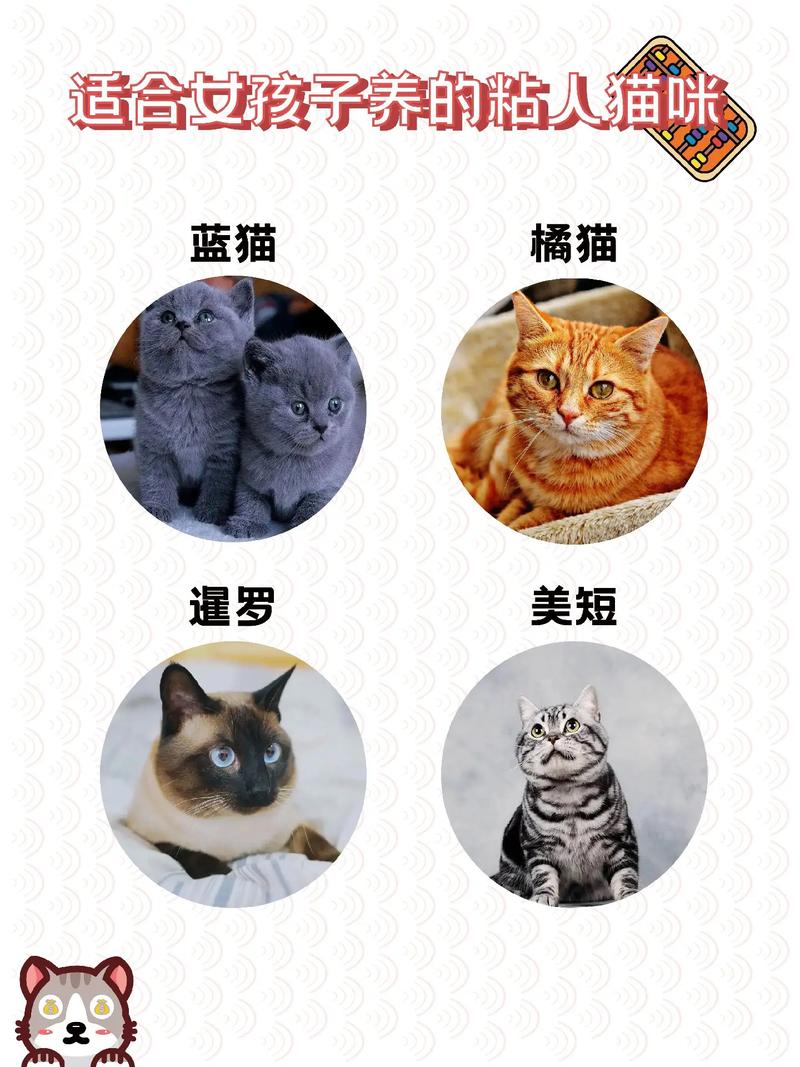 蓝猫价格多少钱一只(蓝猫的价格)