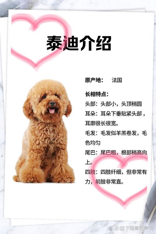 泰迪犬多少钱一只(小狗多少钱一个)