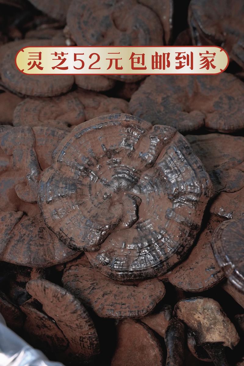 血灵芝多少钱一斤(灵芝多少钱一斤 市场价)