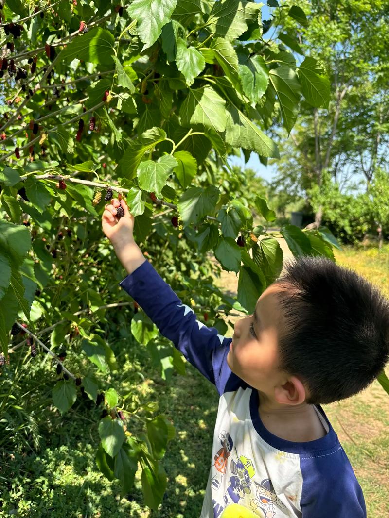桑果多少钱一斤(桑葚价格多少钱一斤)
