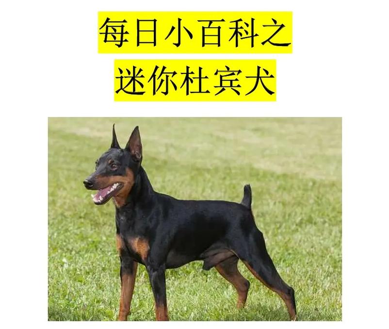 迷你杜宾犬多少钱一只(泰迪狗多少钱一只)