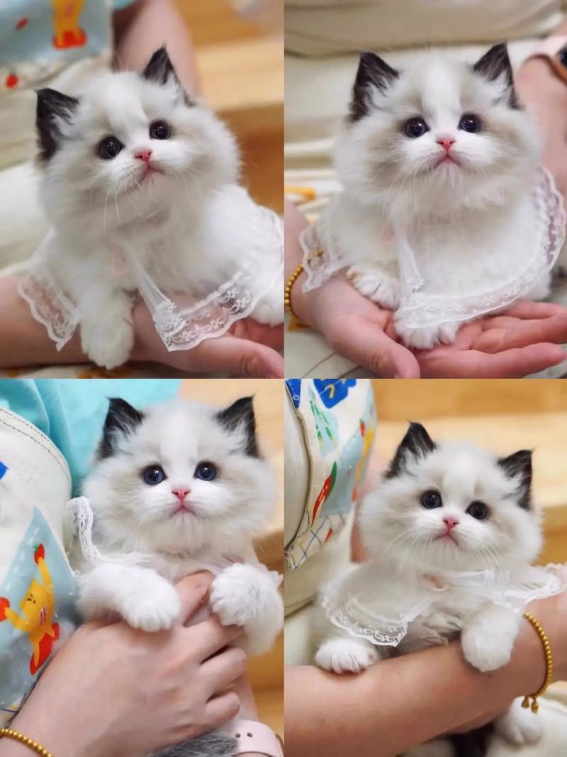 猫 布偶多少钱一只(一般品相的布偶多少钱)