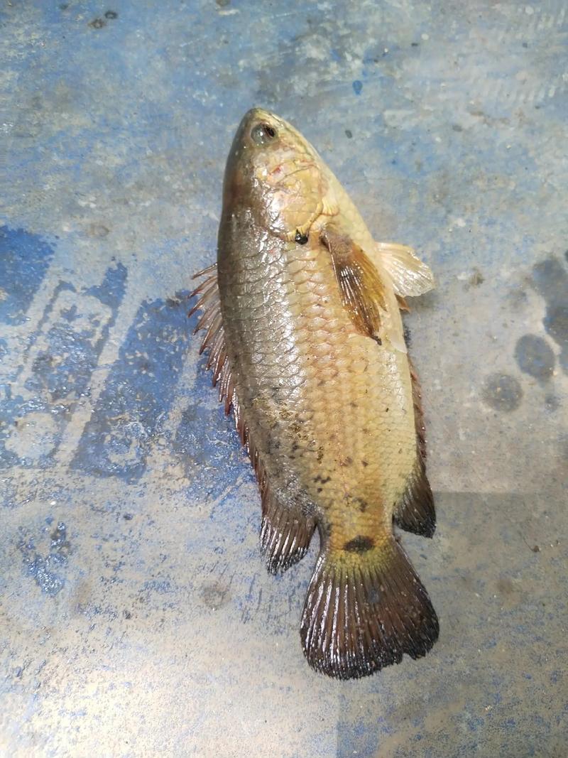 过山鲫鱼多少钱一斤(过山鲫的功效与作用)