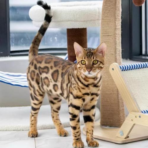 孟加拉豹猫多少人民币一只(豹猫最大多少斤)