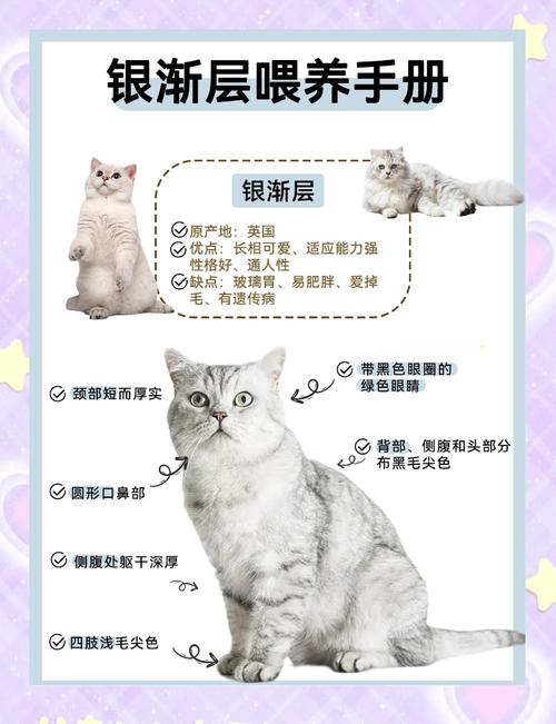 渐层猫多少钱一只?(银渐层多少钱一只正常价)