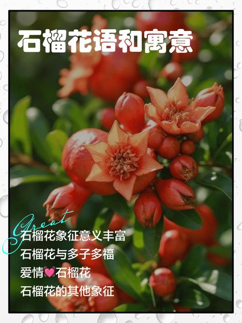 描写石榴花的优美句子（关于石榴花的唯美句子）