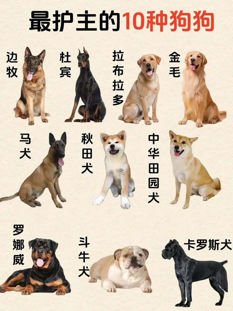 世界名狗（世界十大名犬排行榜）