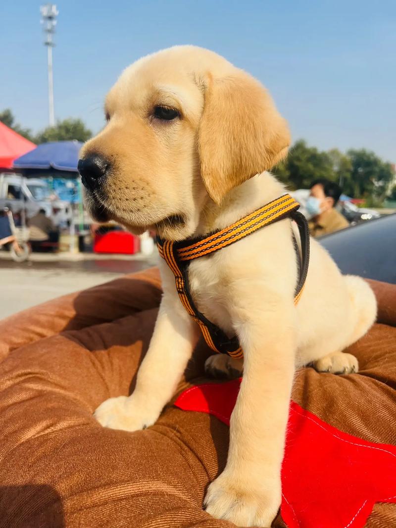 拉布拉多犬好养吗(拉布拉多当土狗养会死吗)